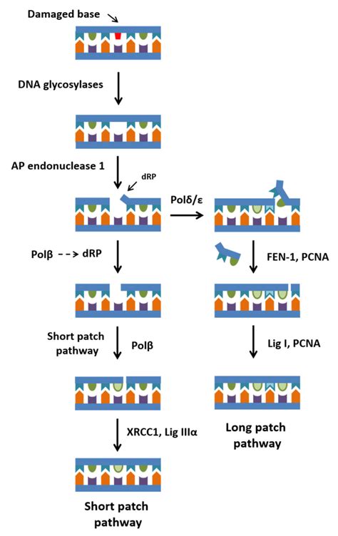 DNA polymerase beta .